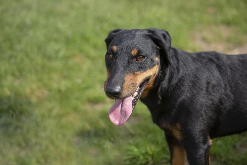 Jagdterrier Dog Breed Image 12