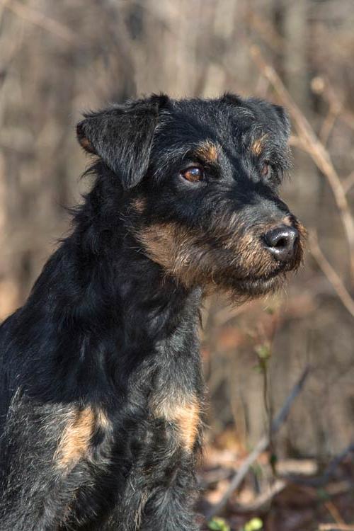 Jagdterrier Dog Breed Image 13