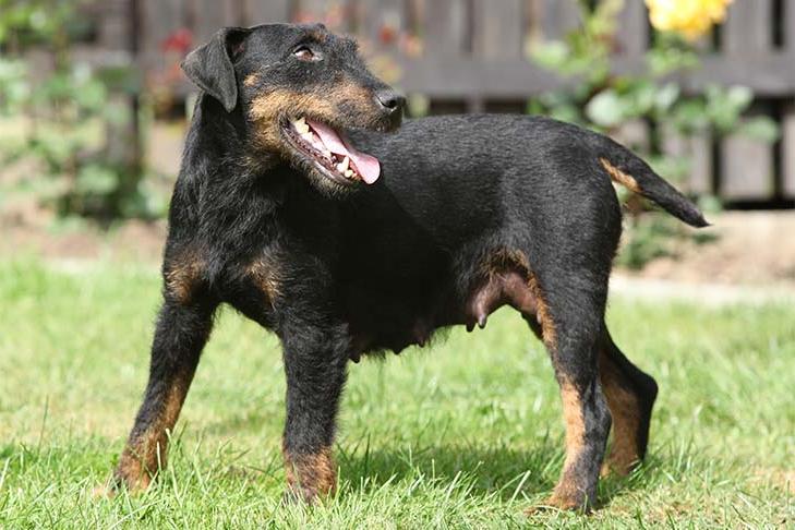 Jagdterrier Dog Breed Image 14