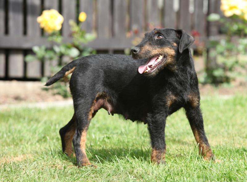 Jagdterrier Dog Breed Image 16