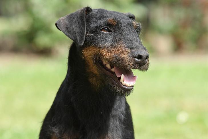 Jagdterrier Dog Breed Image 9