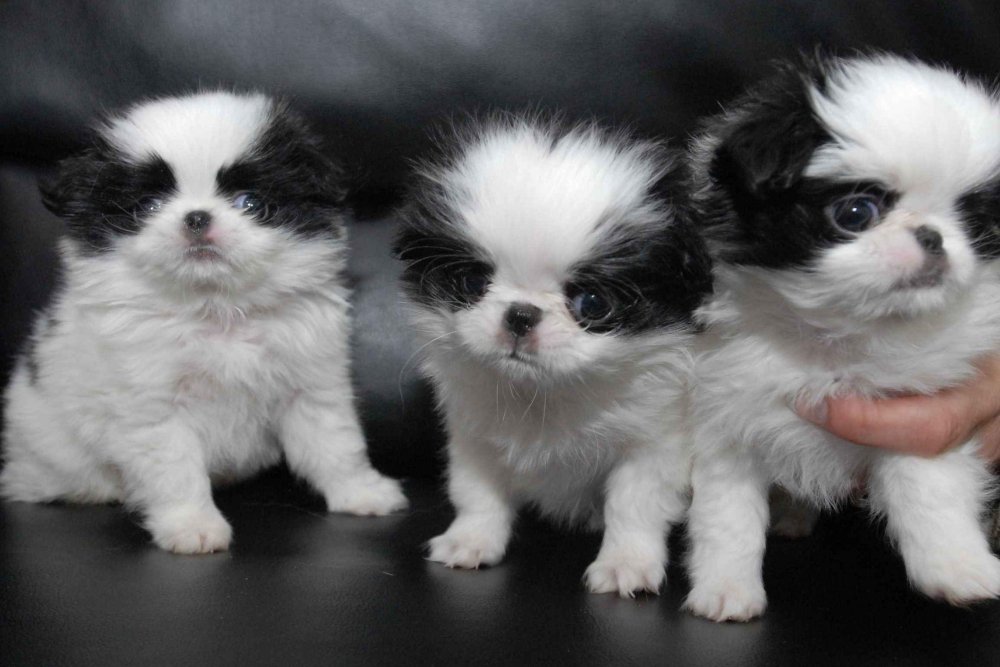 Japanese Chin Dog Breed Image 13