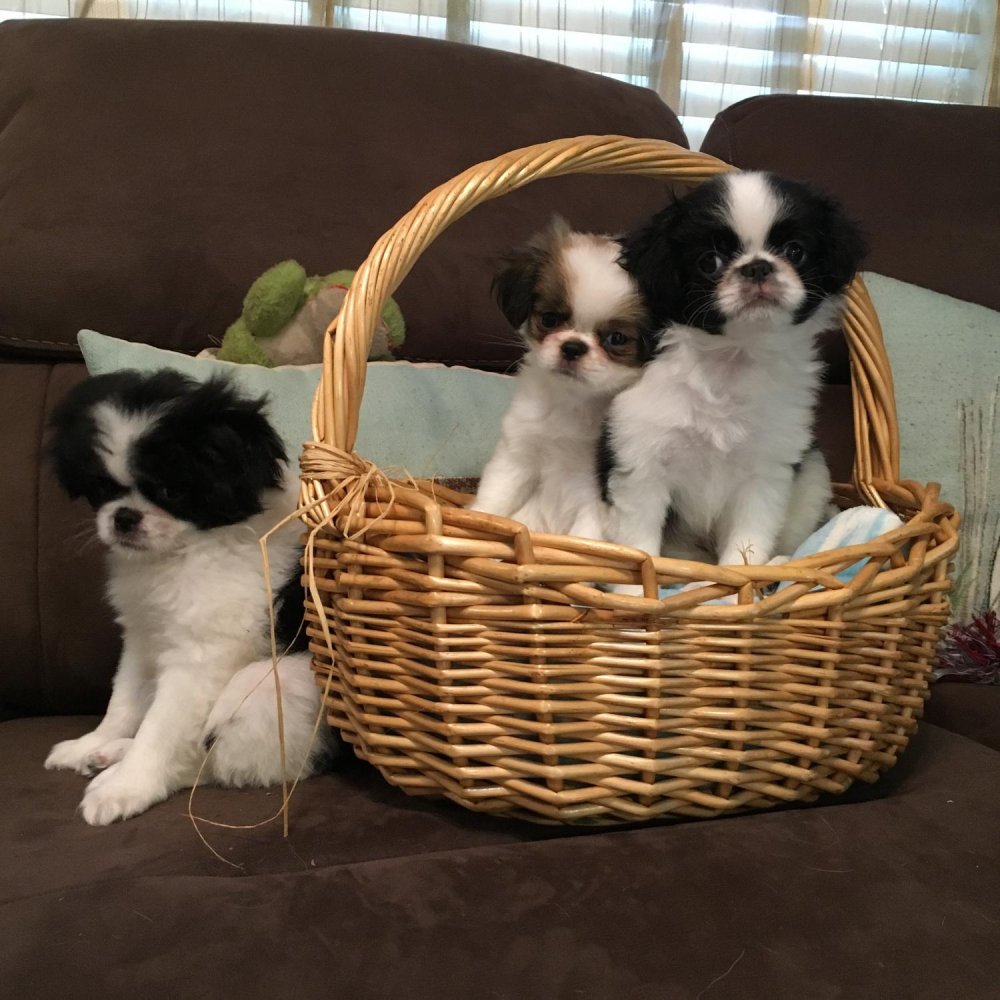 Japanese Chin Dog Breed Image 19