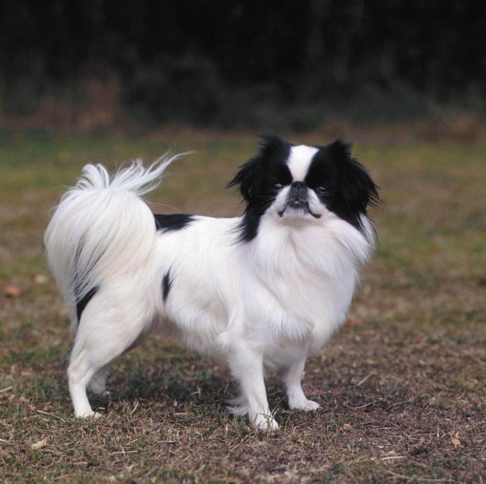 Japanese Chin Dog Breed Image 2