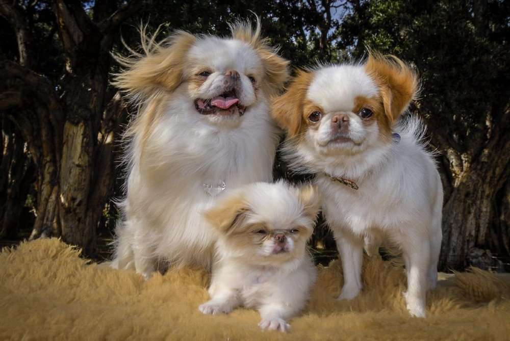 Japanese Chin Dog Breed Image 8