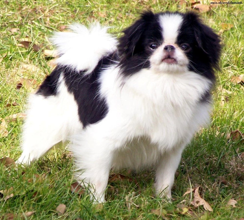 Japanese Chin Dog Breed Image 9