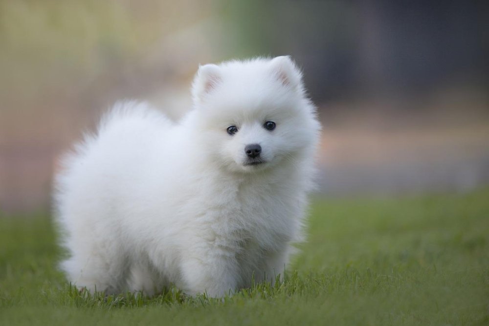 Japanese Spitz Dog Breed Image 10