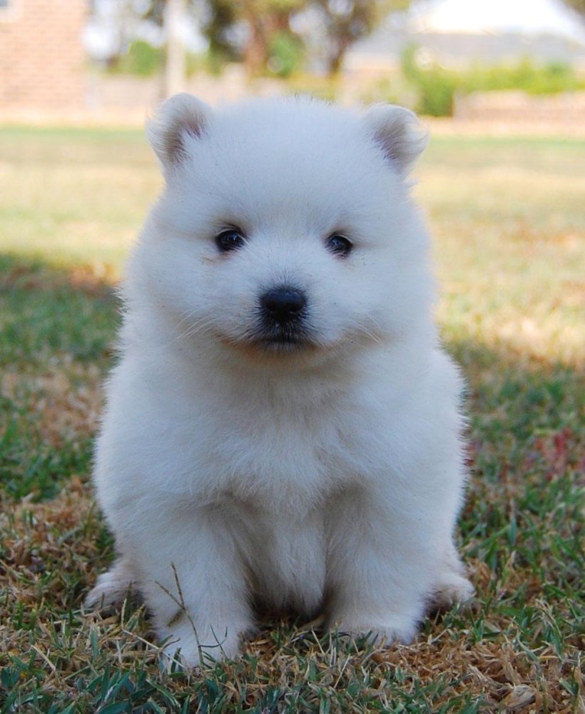 Japanese Spitz Dog Breed Image 12