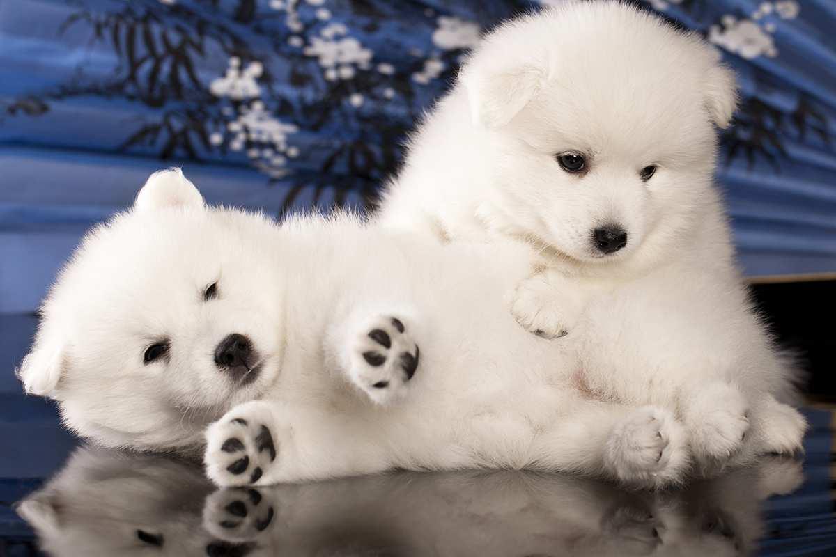 Japanese Spitz Dog Breed Image 13