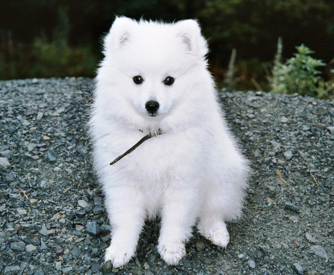 Japanese Spitz Dog Breed Image 14