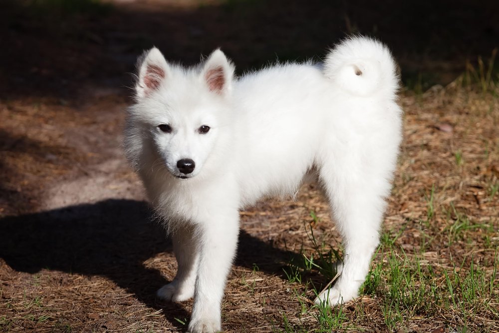 Japanese Spitz Dog Breed Image 6