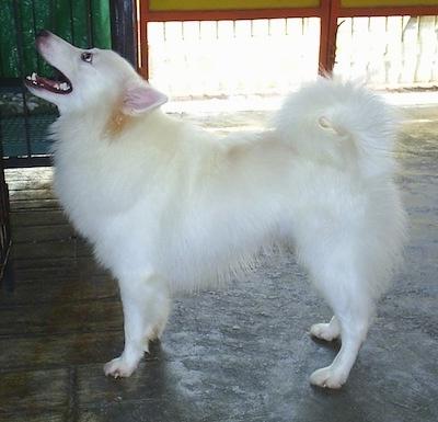 Japanese Spitz Dog Breed Image 7