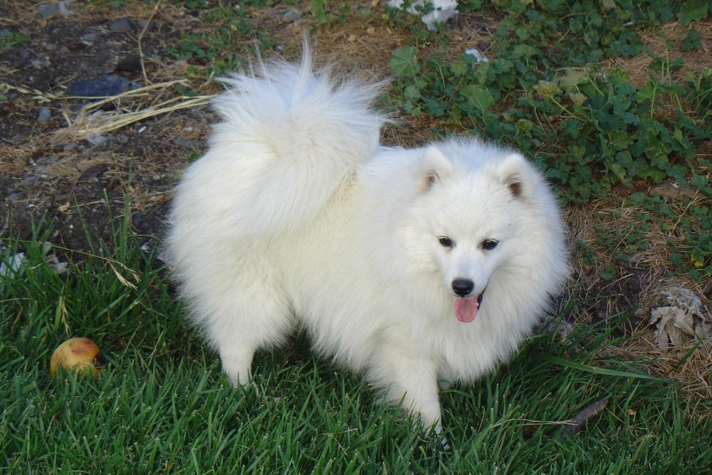 Japanese Spitz Dog Breed Image 8