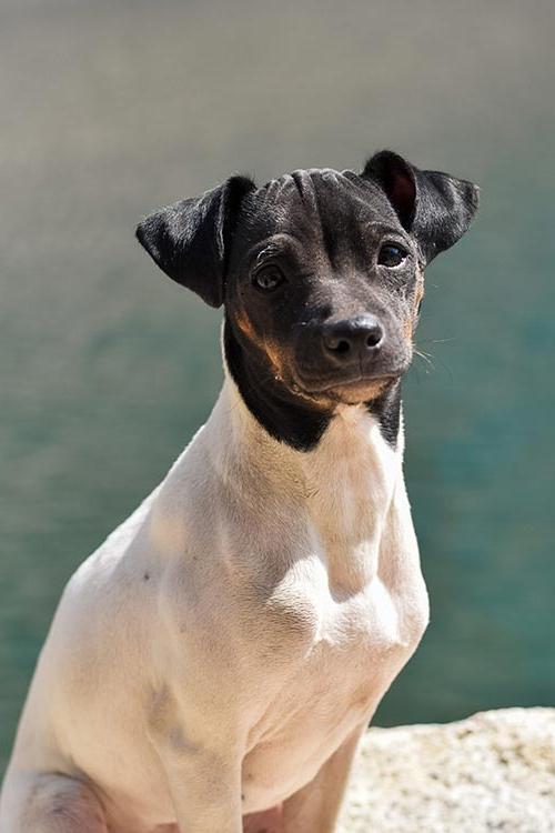 Japanese Terrier Dog Breed Image 1