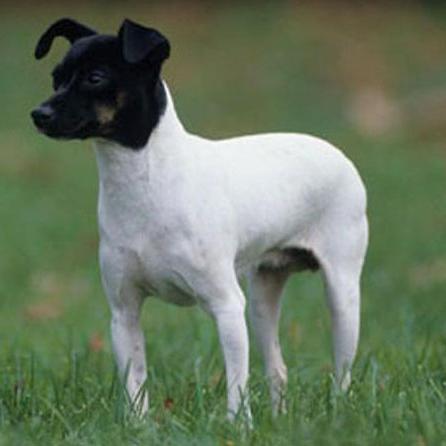 Japanese Terrier Dog Breed Image 10