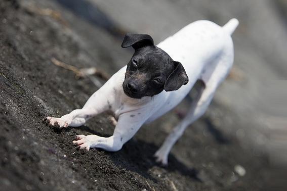 Japanese Terrier Dog Breed Image 15