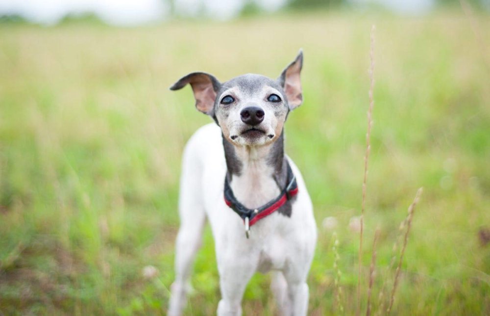 Japanese Terrier Dog Breed Image 17