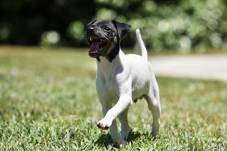 Japanese Terrier Dog Breed Image 3