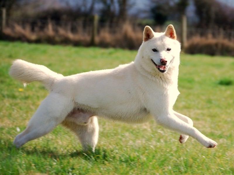 Jindo Dog Breed Image 1