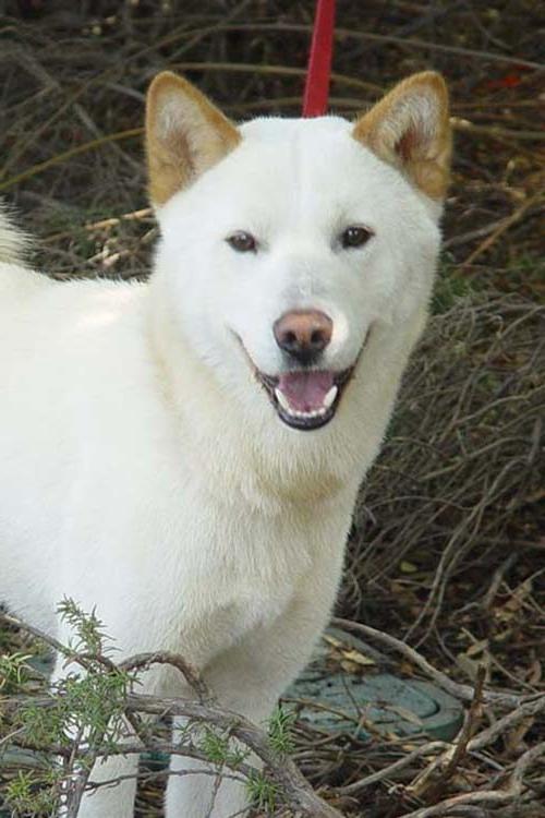 Jindo Dog Breed Image 12