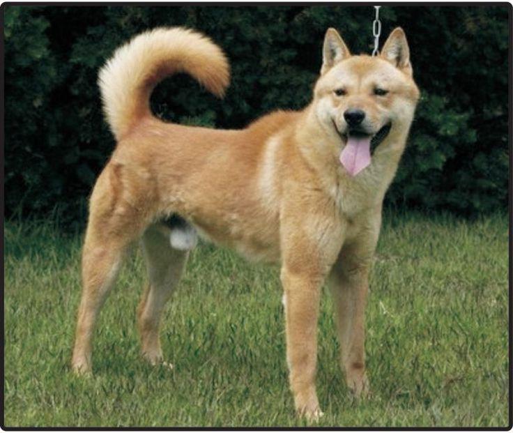 Jindo Dog Breed Image 14