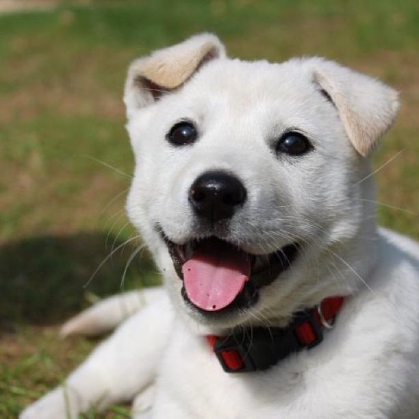 Jindo Dog Breed Image 16