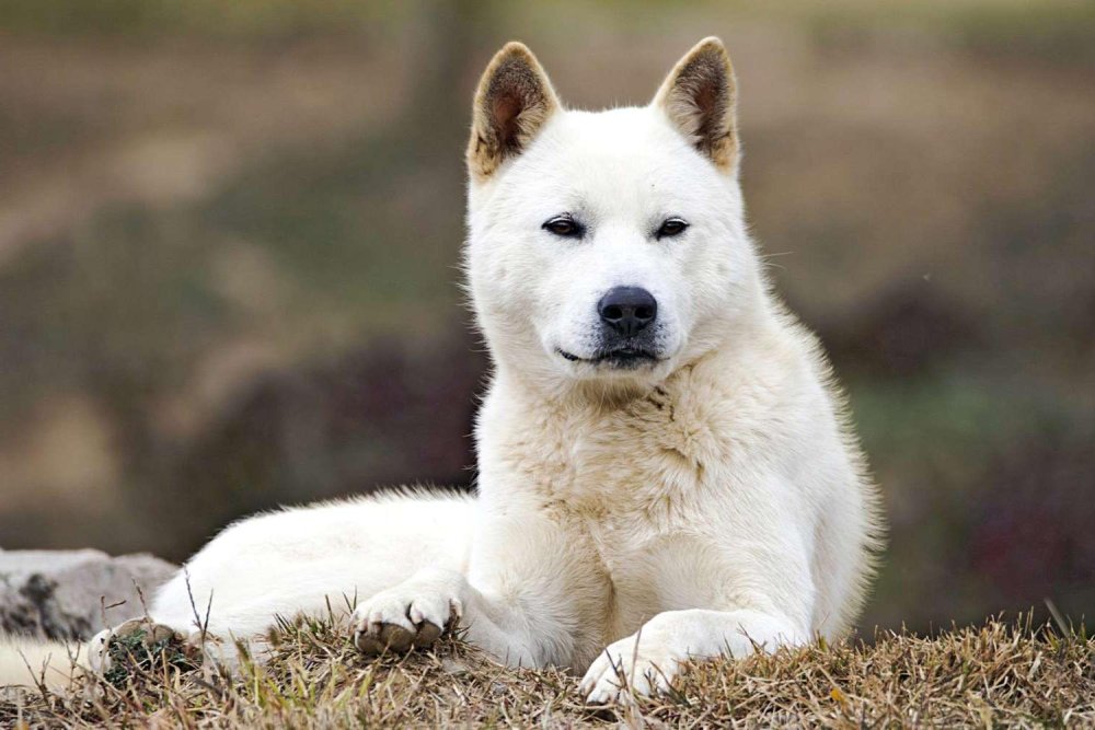 Jindo Dog Breed Image 3