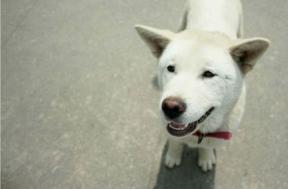 Jindo Dog Breed Image 4