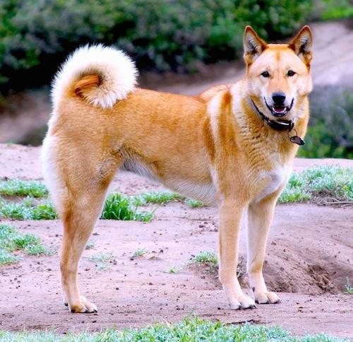 Jindo Dog Breed Image 6