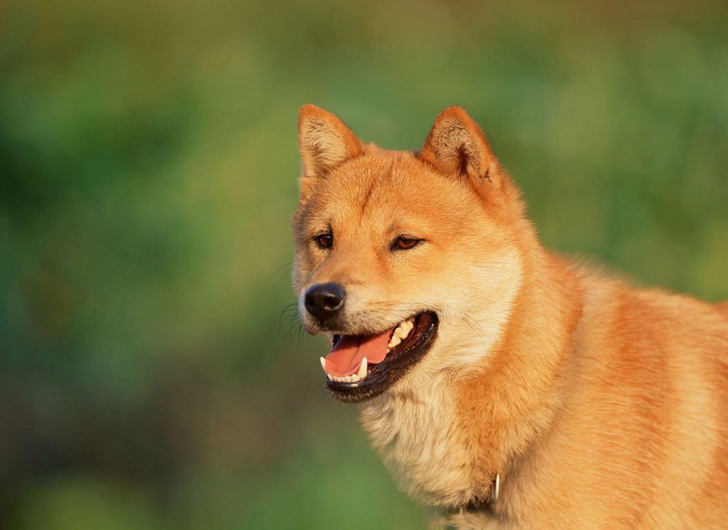 Jindo Dog Breed Image 8