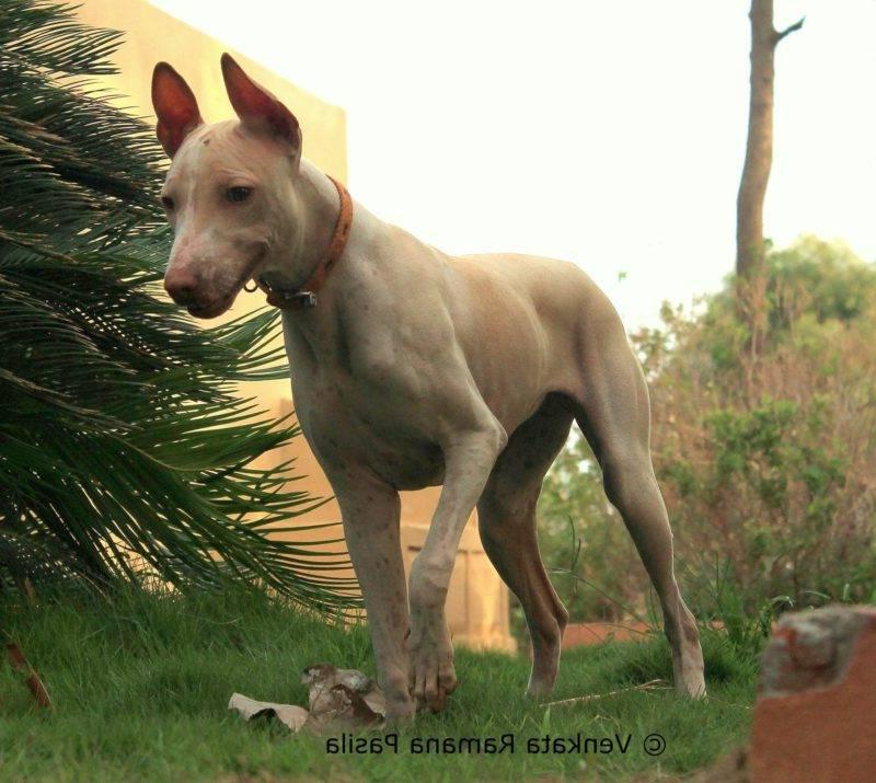 Jonangi Dog Breed Image 17