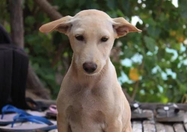 Jonangi Dog Breed Image 18