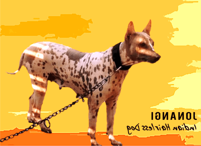 Jonangi Dog Breed Image 19