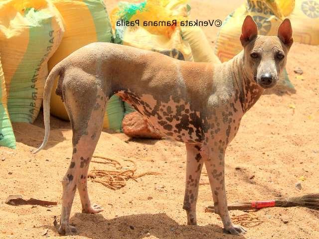 Jonangi Dog Breed Image 8