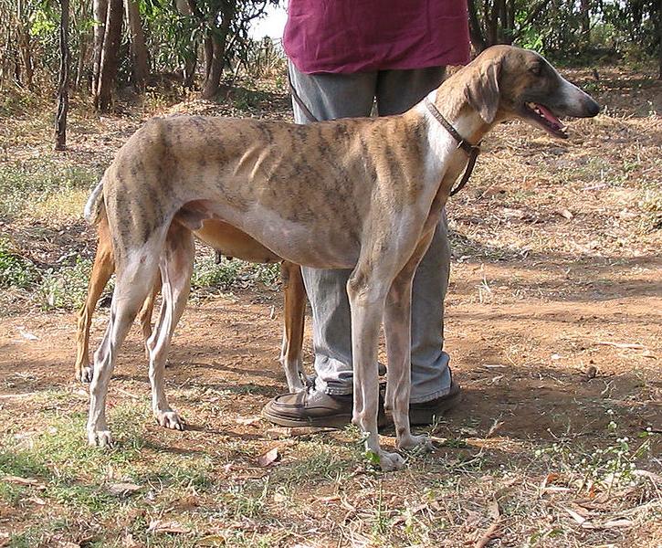 Kaikadi Dog Breed Image 12