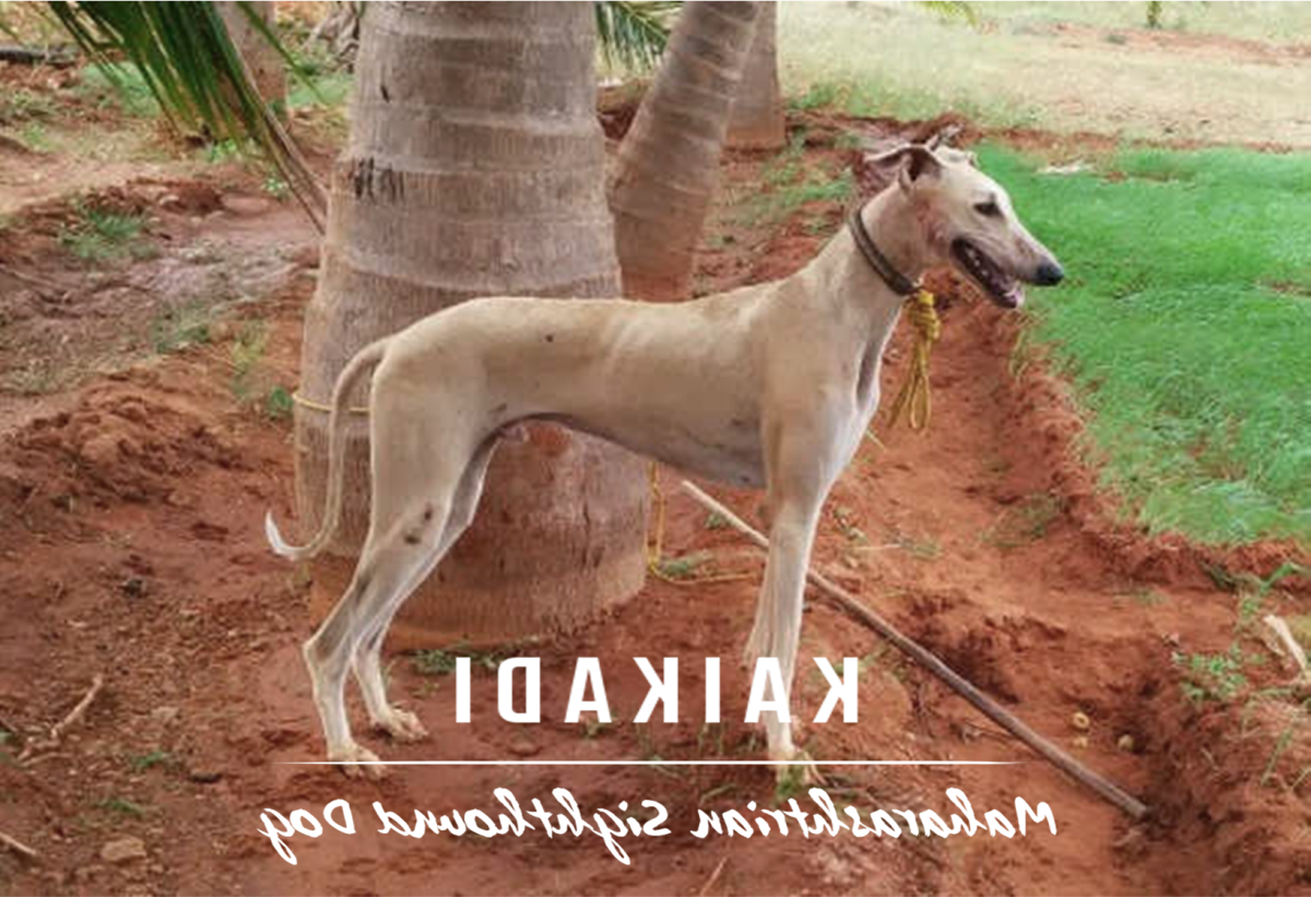 Kaikadi Dog Breed Image 5