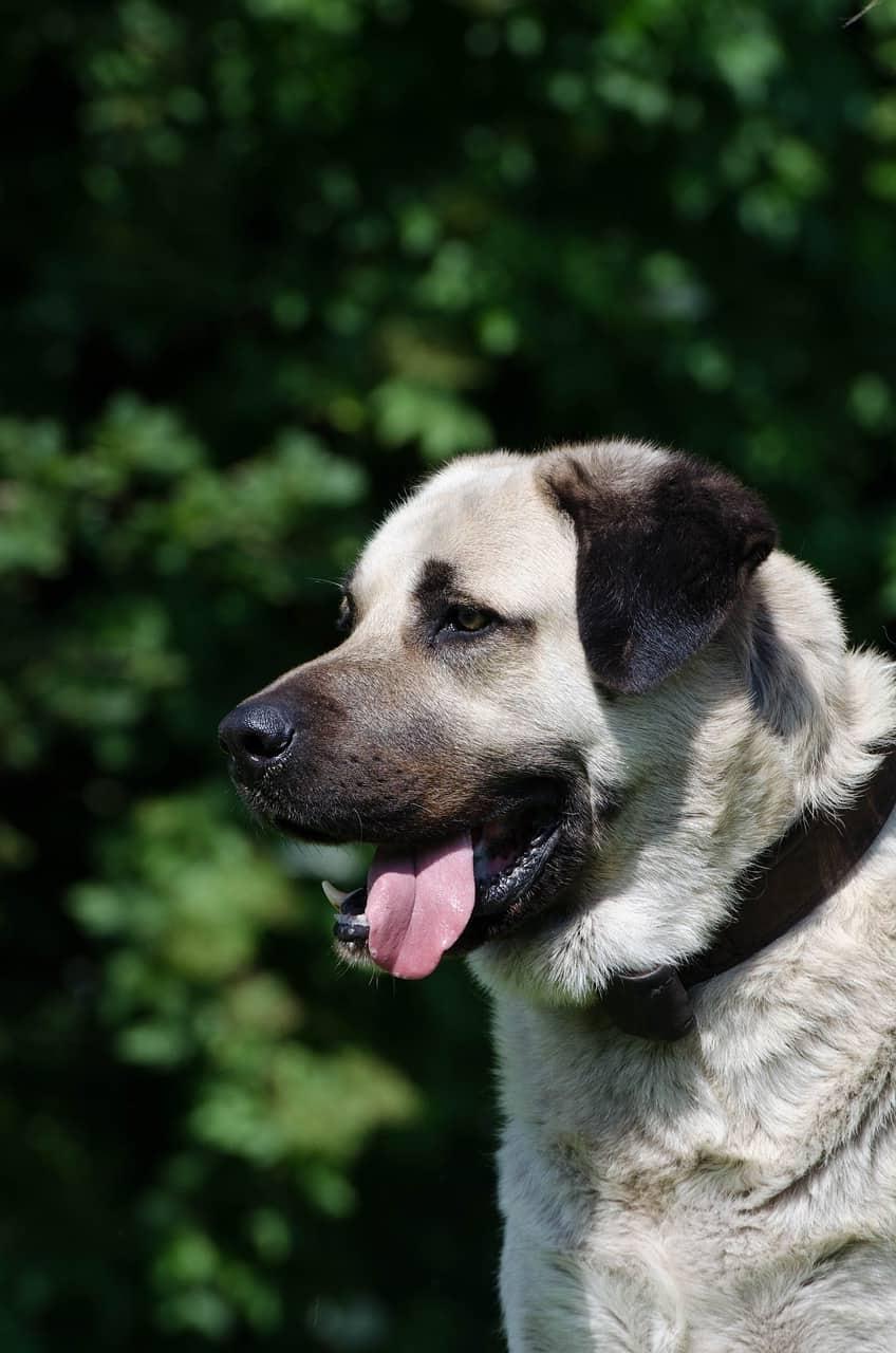 Kangal Shepherd Dog Breed Image 1