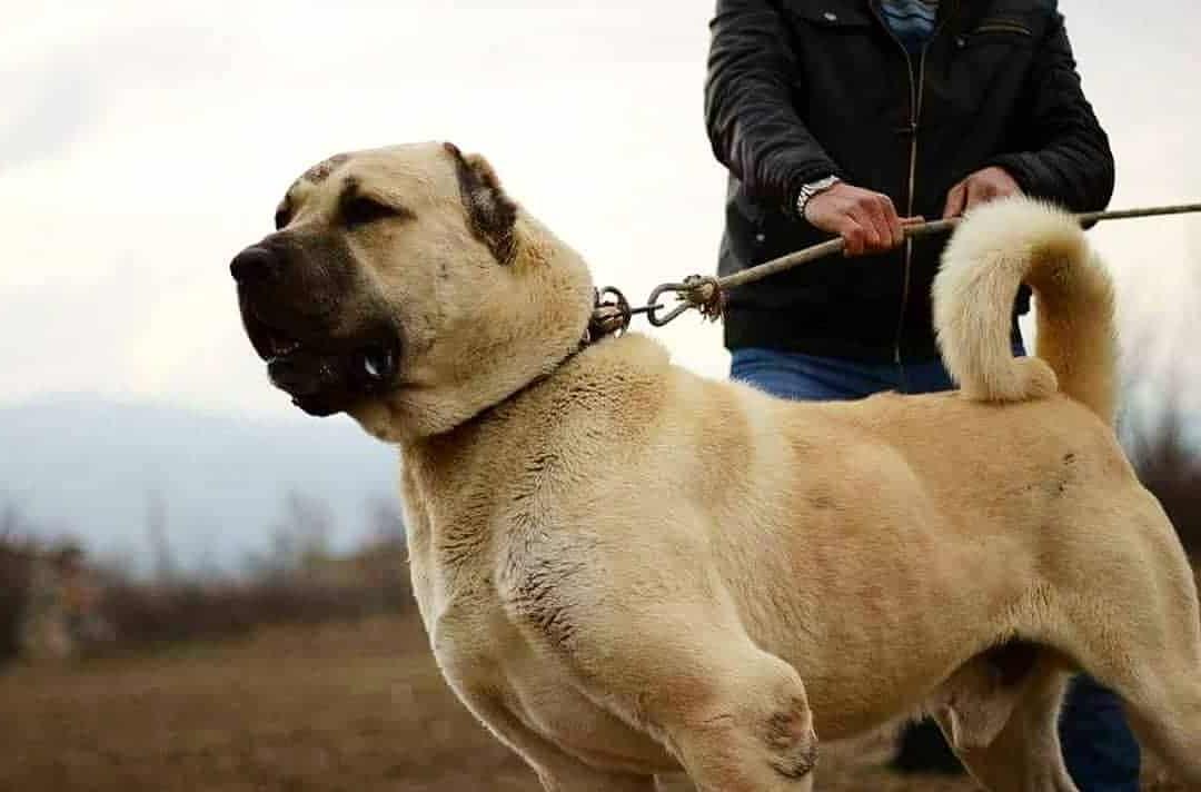 Kangal Shepherd Dog Breed Image 2