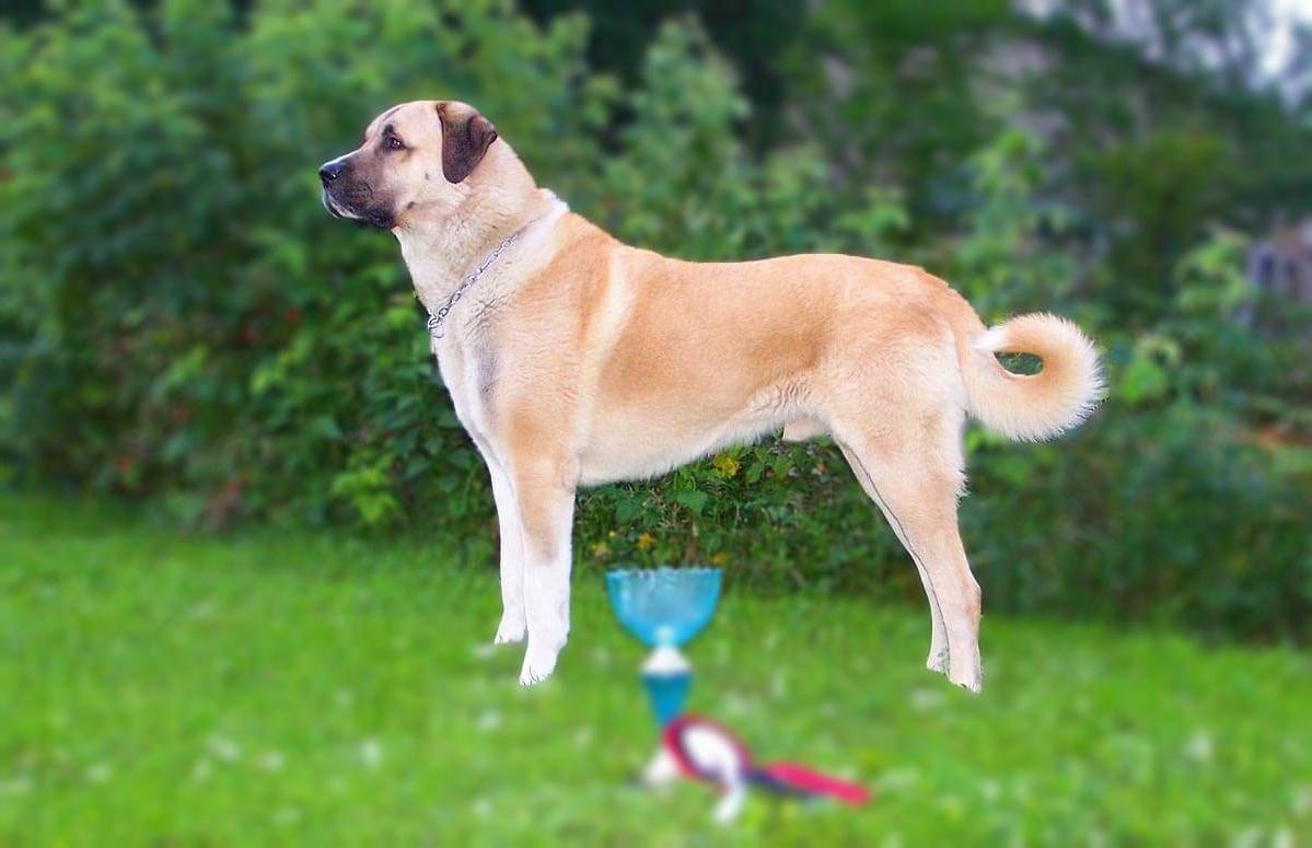 Kangal Shepherd Dog Breed Image 20