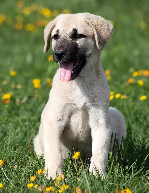 Kangal Shepherd Dog Breed Image 3