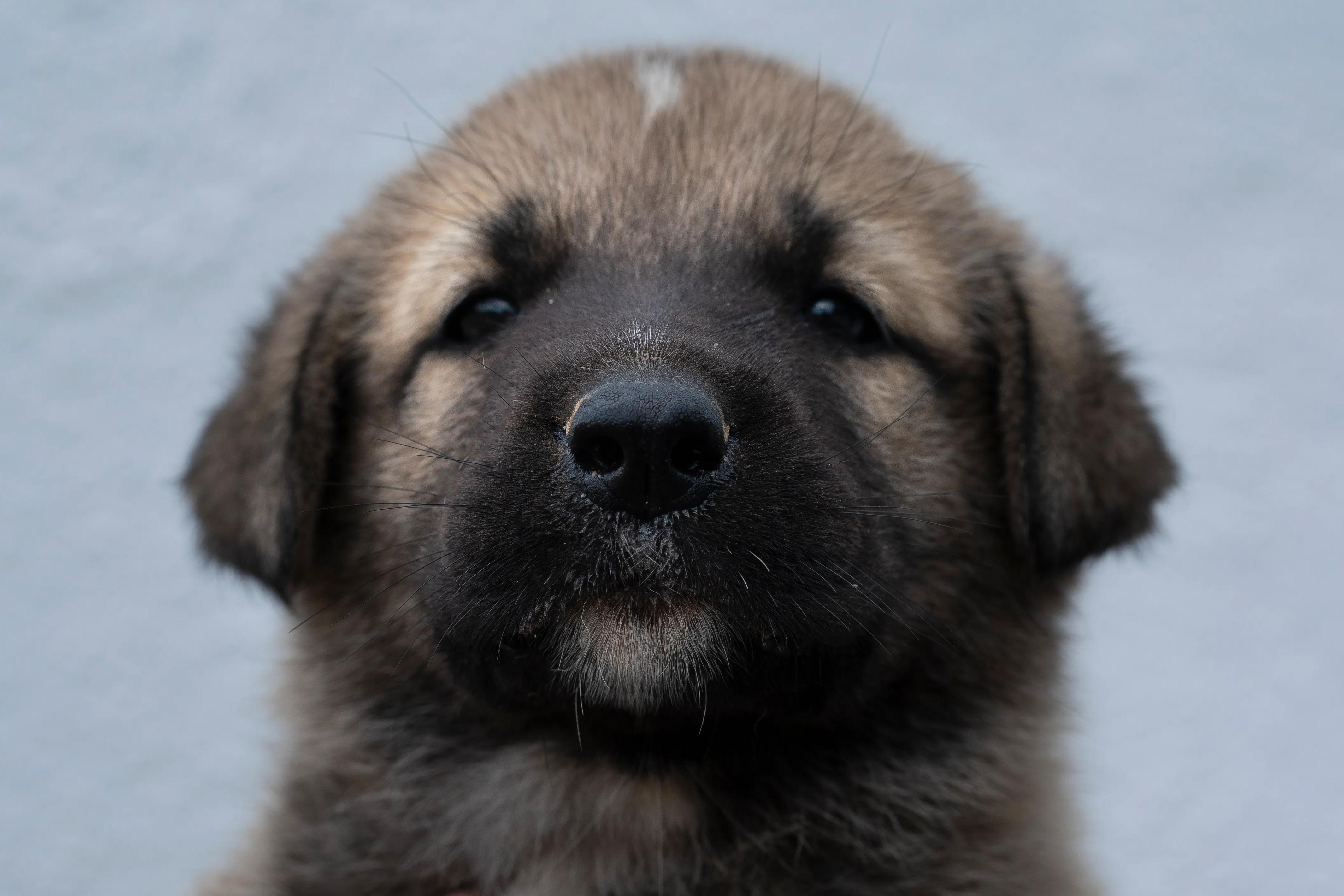 Kangal Shepherd Dog Breed Image 5