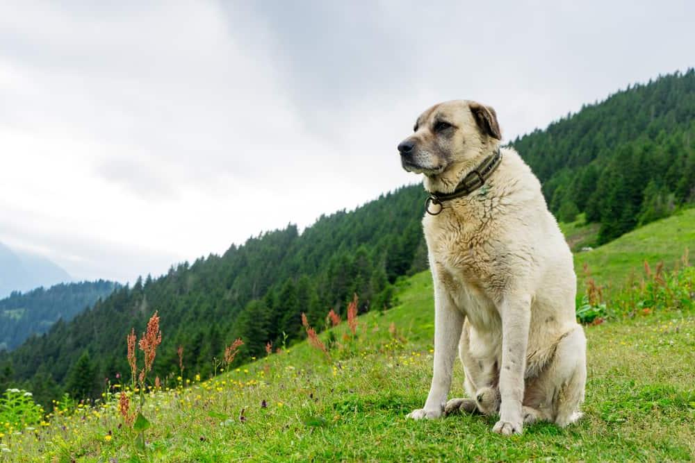 Kangal Shepherd Dog Breed Image 6