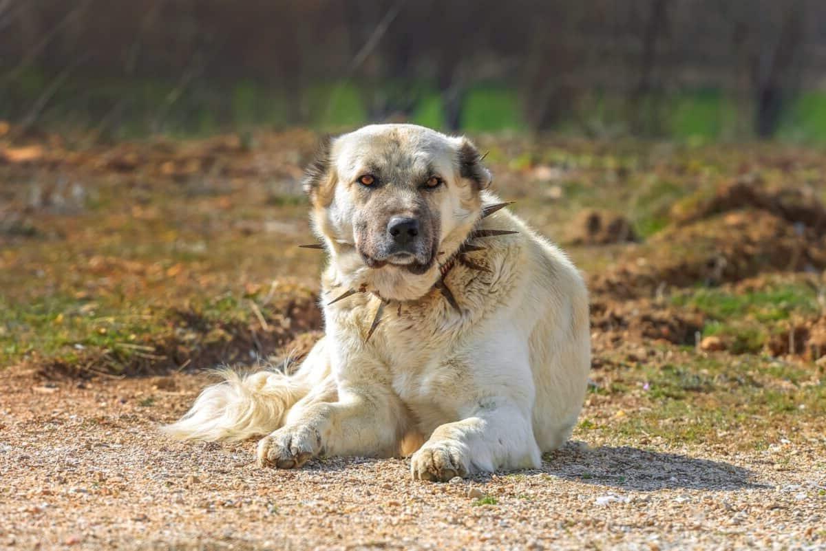 Kangal Shepherd Dog Breed Image 8