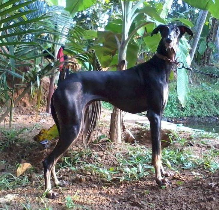 Kanni Dog Breed Image 10