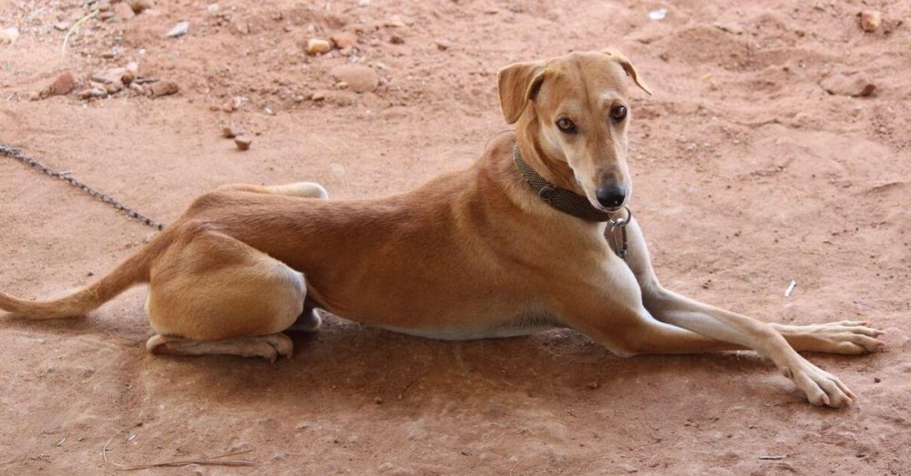 Kanni Dog Breed Image 5