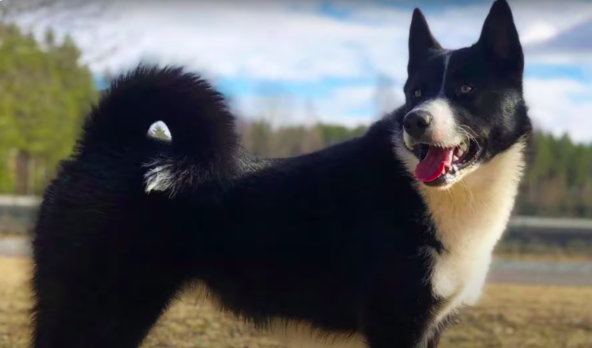 Karelian Bear Dog Breed Image 17