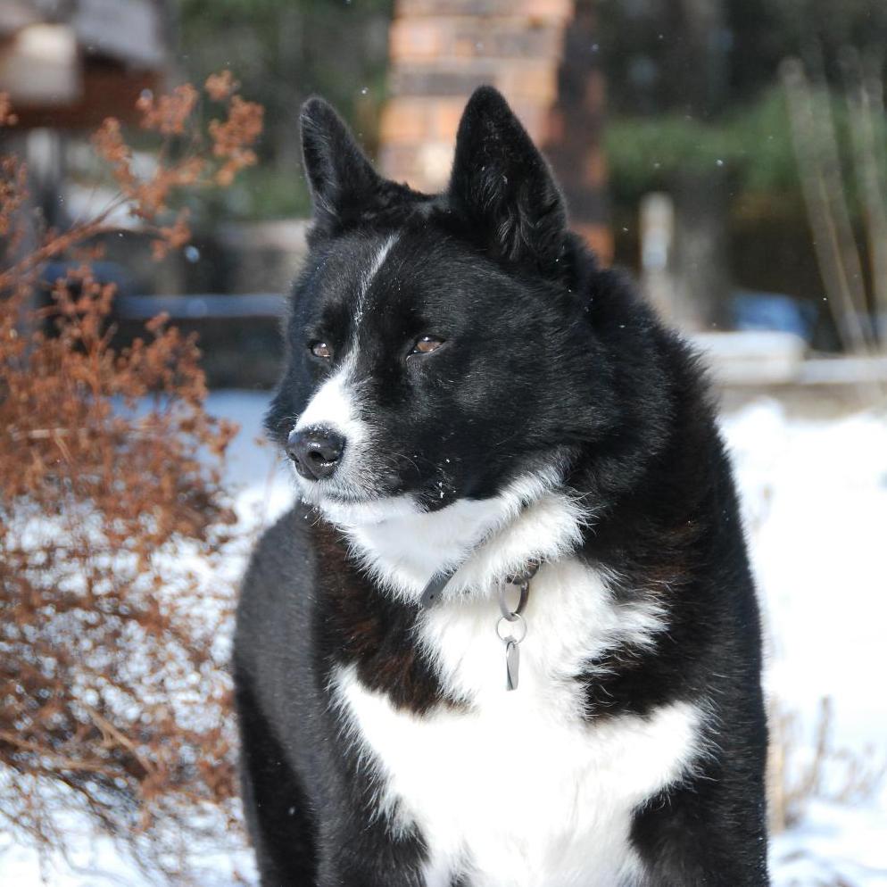 Karelian Bear Dog Breed Image 19