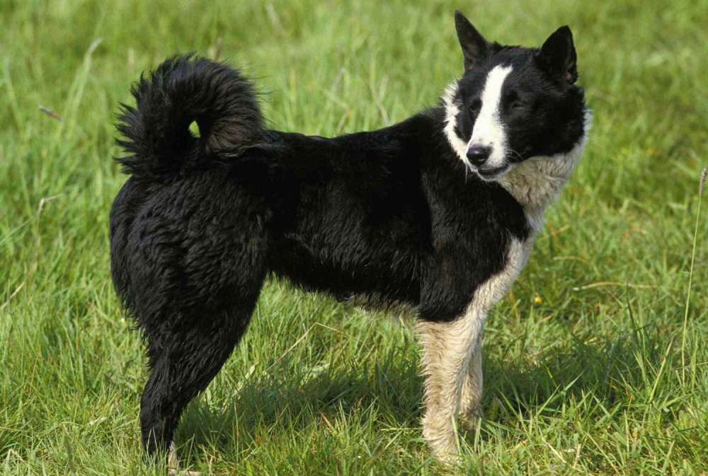 Karelian Bear Dog Breed Image 2