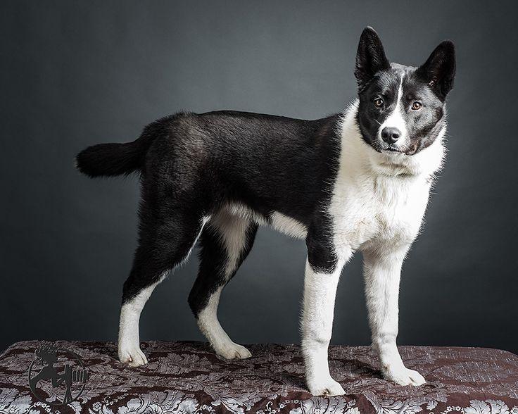 Karelian Bear Dog Breed Image 20