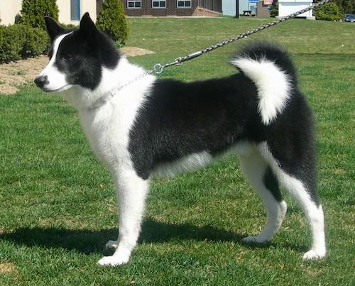 Karelian Bear Dog Breed Image 3